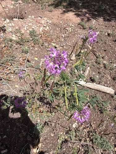 Rocky Mountain Beeplant