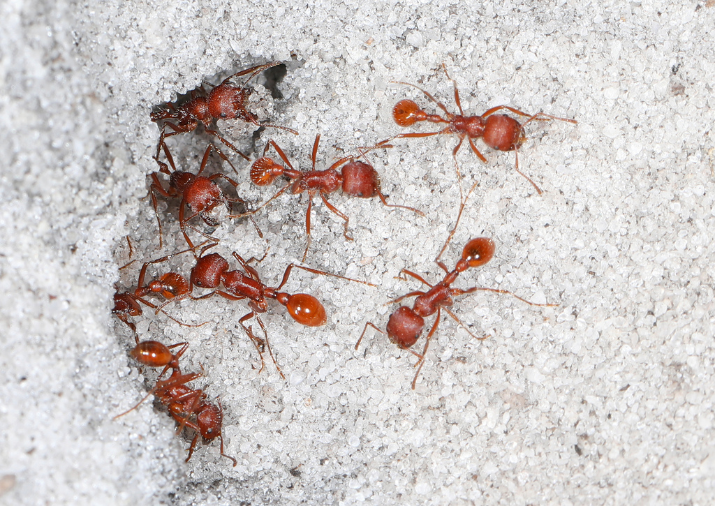 Florida harvester ant