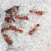 Florida Harvester Ant - Photo (c) Judy Gallagher, some rights reserved (CC BY)