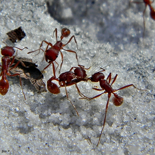 Florida Harvester Ant