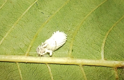 Cottony cushion scale