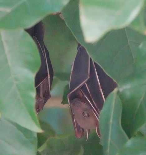 Lesser Short-nosed Fruit Bat, photo 6 of 10