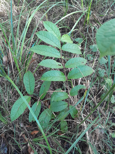 Palmeria scandens observed 2026-09-03