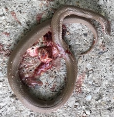 Virginia valeriae elegans