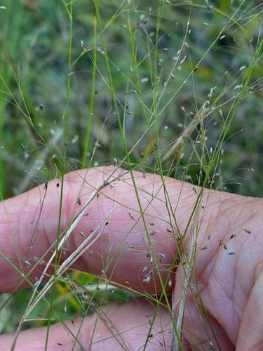 Muhlenbergia uniflora, 2026-09-04