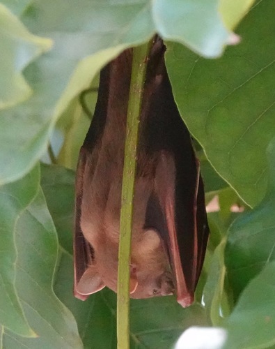 Lesser Short-nosed Fruit Bat, photo 8 of 10