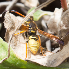 Ancistrocerus lineativentris