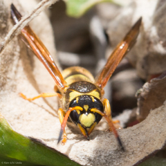 Ancistrocerus lineativentris