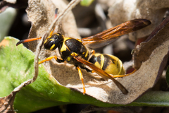 Ancistrocerus lineativentris