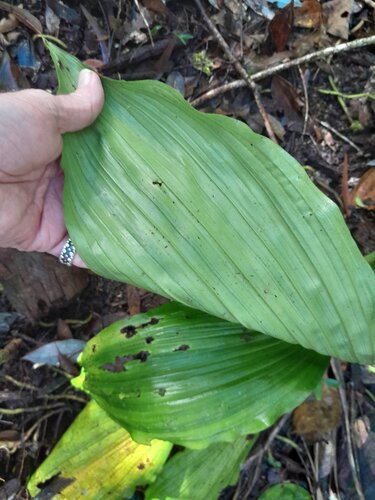 Calanthe triplicata, photograph 3