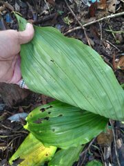 Calanthe triplicata, photograph (c) Steve Fitzgerald, some rights reserved (CC BY-SA)
