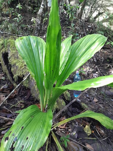Calanthe triplicata, photograph 2