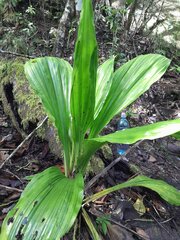 Calanthe triplicata, photograph (c) Steve Fitzgerald, some rights reserved (CC BY-SA)