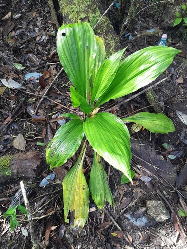 Calanthe triplicata, photograph 1