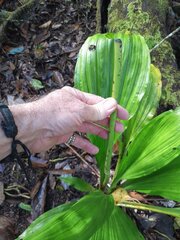 Calanthe triplicata, photograph (c) Steve Fitzgerald, some rights reserved (CC BY-SA)