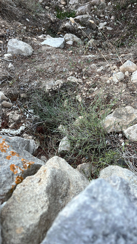 Cynanchica staliana