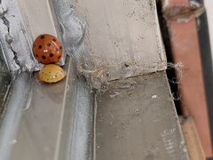 Harmonia sedecimnotata