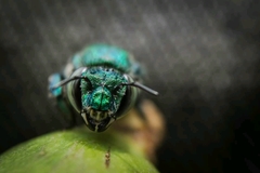 Euglossa