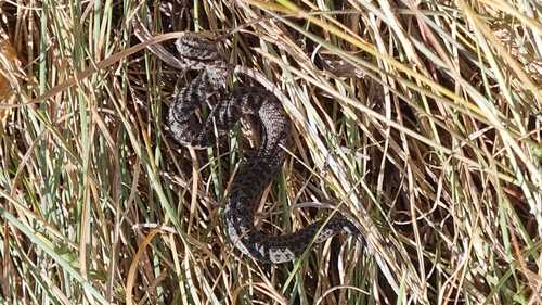Meadow Viper