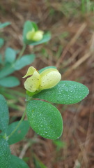 Baptisia nuttalliana