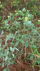 Baptisia nuttalliana