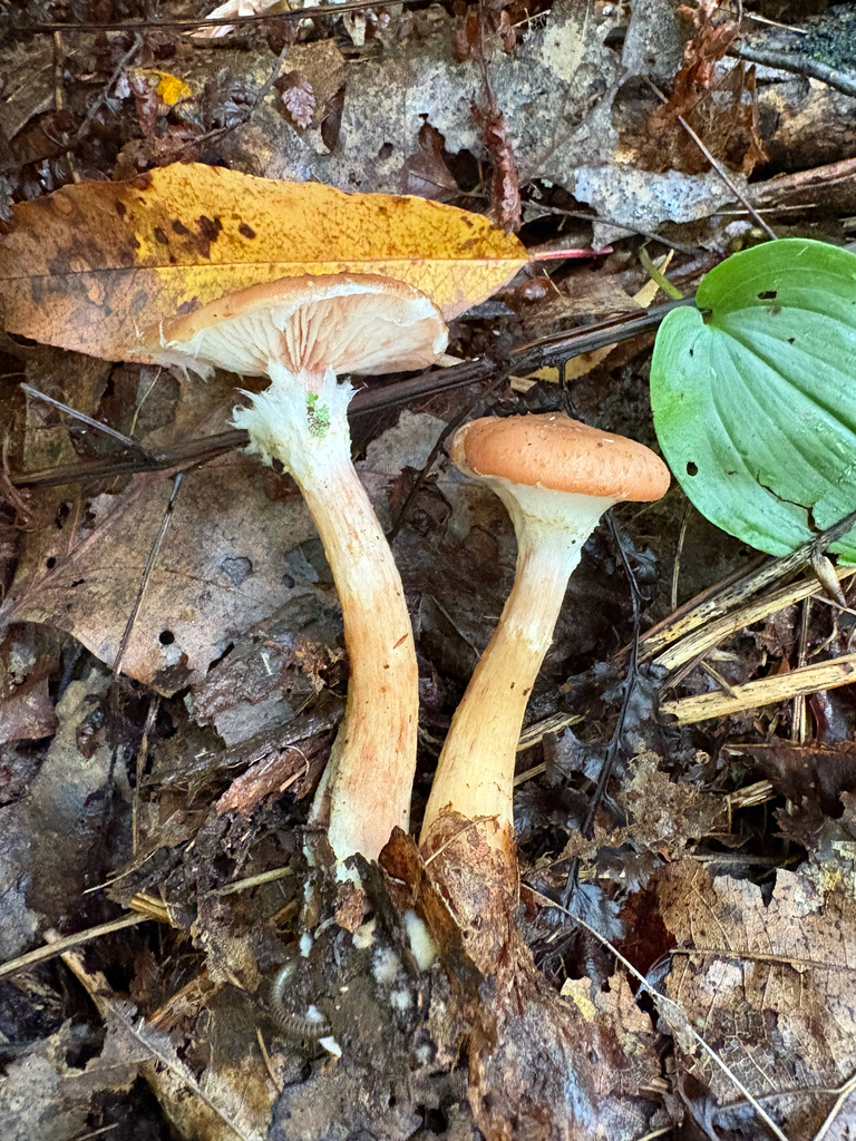 Bulbous Honey Fungus · September 2026 · photo: Photo: no rights reserved · iNaturalist