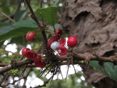 Doliocarpus