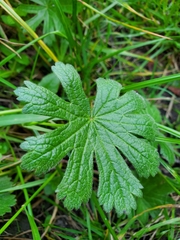 Sidalcea malviflora patula