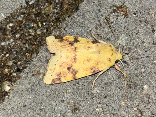The Sallow