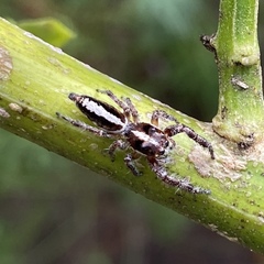 Sandalodes bipenicillatus