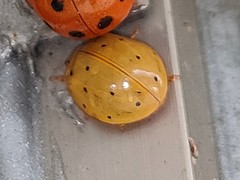 Harmonia sedecimnotata