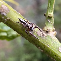 Sandalodes bipenicillatus