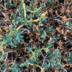 Euphorbia spinosa