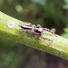 Sandalodes bipenicillatus