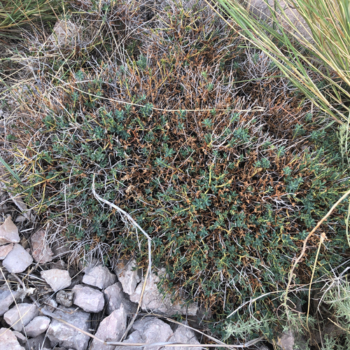 Euphorbia spinosa, photograph 1