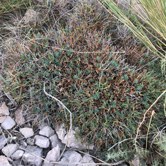 Euphorbia spinosa, photograph (c) Marcello Manara, some rights reserved (CC BY)