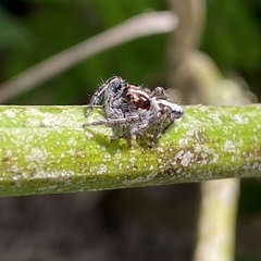 Sandalodes bipenicillatus