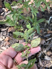 (c) Sam Kieschnick, some rights reserved (CC BY) Acalypha virginica, photograph (c) Sam Kieschnick, some rights reserved (CC BY)
