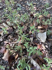 (c) Sam Kieschnick, some rights reserved (CC BY) Acalypha virginica, photograph (c) Sam Kieschnick, some rights reserved (CC BY)