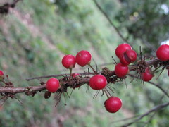 Doliocarpus