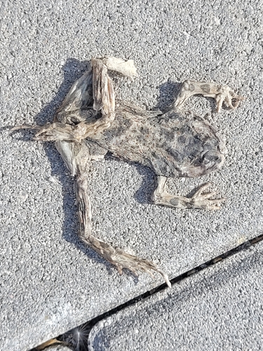 Green Toad