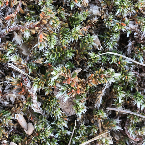 Paronychia kapela