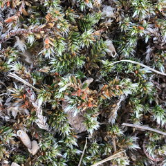 Paronychia kapela