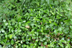 Trachelospermum