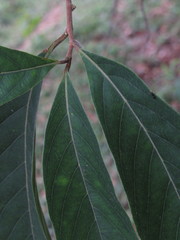 Doliocarpus