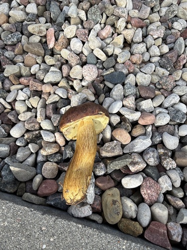 Bay Bolete