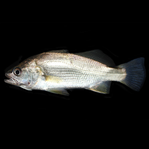 Silver Perch