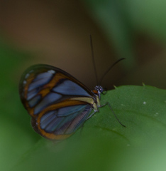 Ithomia agnosia pellucida