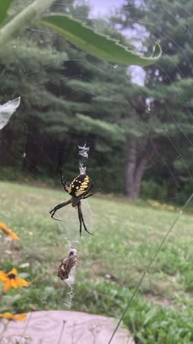 Yellow Garden Spider