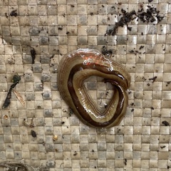 Australopacifica regina